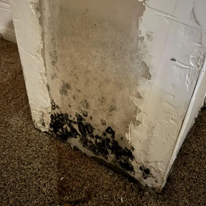 Professional Mold Removal in Sanger, CA